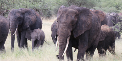 4 days tanzania private safari - Photo 3