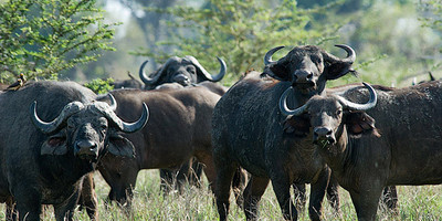 6 day camping and lodging the big five unique safari in northern tanzania - Photo 6