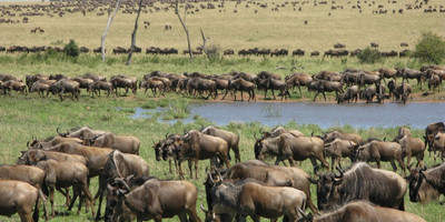 5 days tarangire, serengeti, ngorongoro crater and lake manyara national park - Photo 3