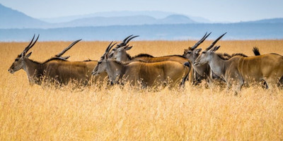 9 days epic african safari - Photo 6