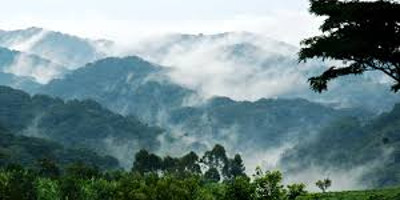 4 days gorilla tracking safari in bwindi/ uganda - Photo 3