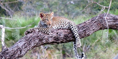 6 days mount kenya and maasai mara - Photo 3
