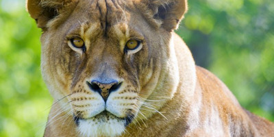 Best 3 days tanzania budget group joining safari - burigi chato safaris - Photo 1