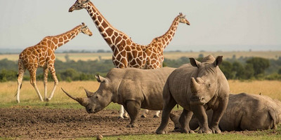 8 days luxury samburu / sweet waters / nakuru / naivasha / mara - Photo 5