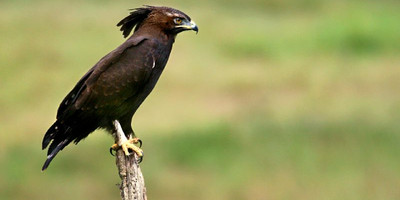15 days birding safari - Photo 5
