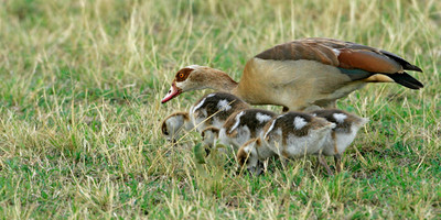 Maasai mara express - Photo 2