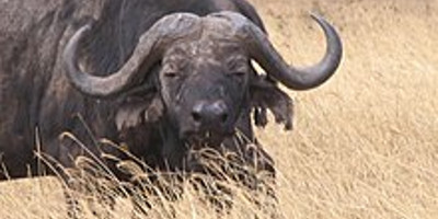 Tanzania budget mobile camping safari - Photo 4