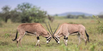 4 days samburu & ol pejeta safari itinerary – a 4x4 adventure - Photo 1