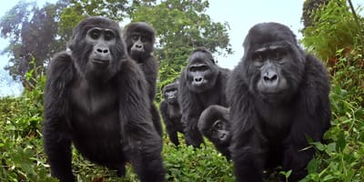 3 days gorilla trekking in rwanda - Photo 6