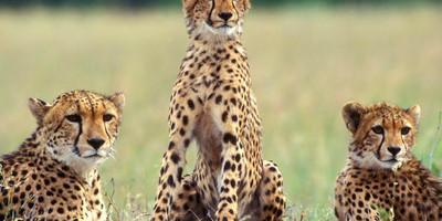 Ultimate 5-day masai mara, lake nakuru & aberdares safari - Photo 6