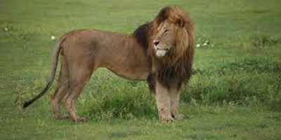 3 days northern tanzania luxury safari - Photo 3