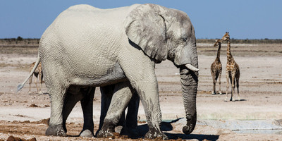 3-day etosha adventure safari namibian (camping) - Photo 3