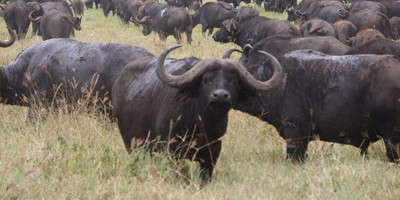 4 days tanzania adventure safari - Photo 3