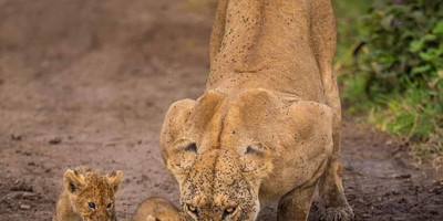 Ultimate wildlife experience: 5-day private kenya safari from nairobi - Photo 2