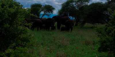  two 2 days mid-range tarangire, ngorongoro crater - Photo 4
