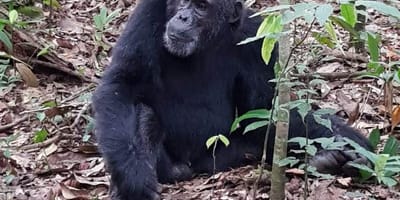 5 Days Gorilla and Chimpanzee Trekking Uganda - Photo 6