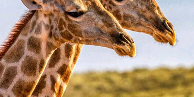 1 day safari tarangire national park - Photo 1