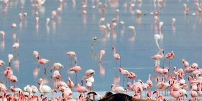 3 day last-minute wildlife safari from zanzibar - Photo 4