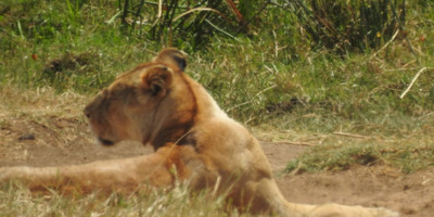 2 days national park ngorongoro crater & tarangire: - Photo 2