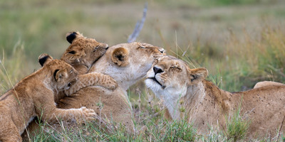 Ultimate 6-day kenya safari: masai mara, lakes nakuru & naivasha, and amboseli adventure - Photo 6