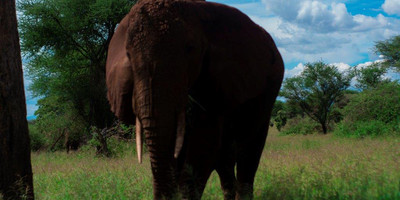 3 days tanzania mid-range safari - Photo 9
