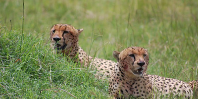 Kenya twin attractions special bush to beach safari - Photo 10