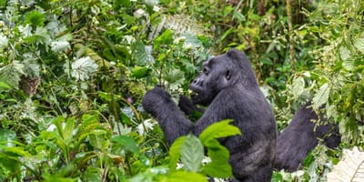 3 days gorilla trekking in rwanda - Photo 7