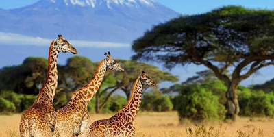 Discover amboseli: a safari of elephants and iconic views - Photo 4