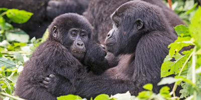 02 day bwindi impenetrable national park. - Photo 4