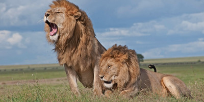 Unforgettable 3-day masai mara safari – stay in the heart of the wild - Photo 10