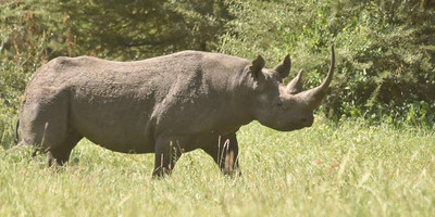 Camping safari to manyara, serengeti and ngorongoro. - Photo 13