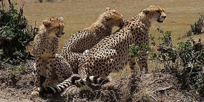 5 days aberdares / lake naivasha / masai mara luxury safari - Photo 12