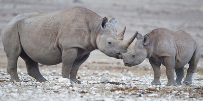 3 Days Etosha National Park Tour - Photo 12