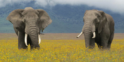 5 days tanzania big safaris - Photo 3