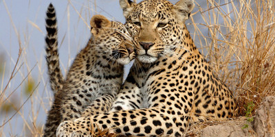 11 day serengeti wildebeest migration safari - Photo 6