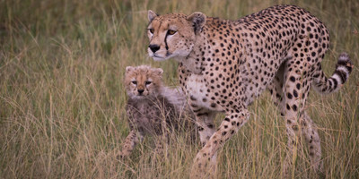 Tarangire,serengeti & ngorongoro crater | 4 day - Photo 3
