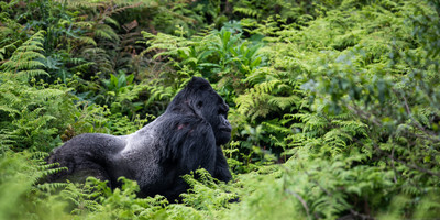 5 days uganda gorillas and chimps trekking safari - Photo 4