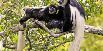 Arusha national park day trip safari - Photo 1
