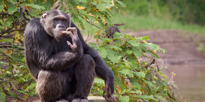 8 days luxury samburu / sweet waters / nakuru / naivasha / mara - Photo 6