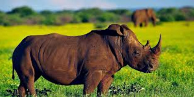 10 days guided wildebeest great migration safari holiday - Photo 5