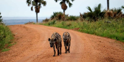 3-day murchison falls national park - adventure safari - Photo 1