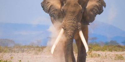 3 days amboseli, land of kilimanjaro classic safari - Photo 5