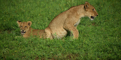 3 days queen elizabeth wildlife safari - Photo 3