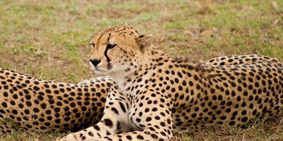 3 days tanzania private safari arusha national park -tarangire -ngorongoro - Photo 6