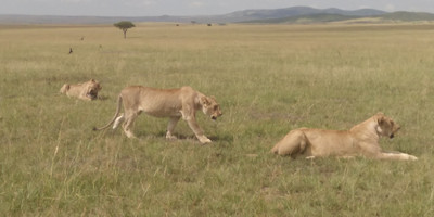 3 days masai mara safari - Photo 2