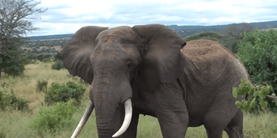 3 days safari tarangire, ngorongoro crater and lake manyara - Photo 2