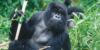 3 days gorilla trekking in bwindi national park - Photo 2