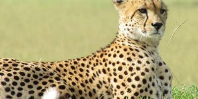 1 day joining safari in tarangire national park with burigi chato safari co l.t.d - Photo 2