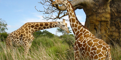 7 days serengeti migration safari - Photo 3