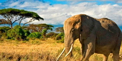 3 days 2 nights amboseli national park - Photo 4